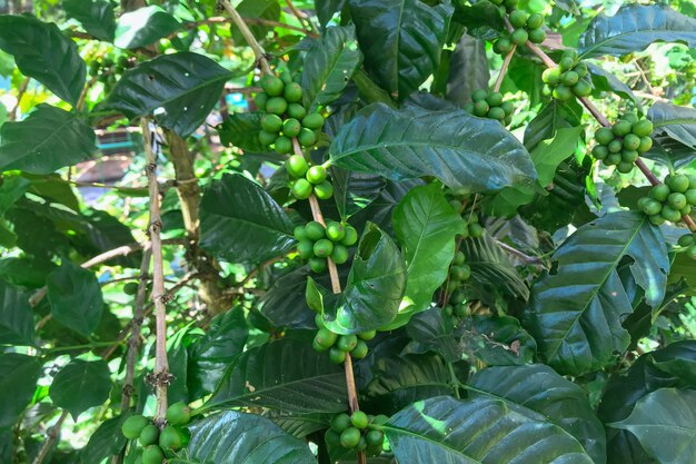 Grains de café frais sur l'arbre