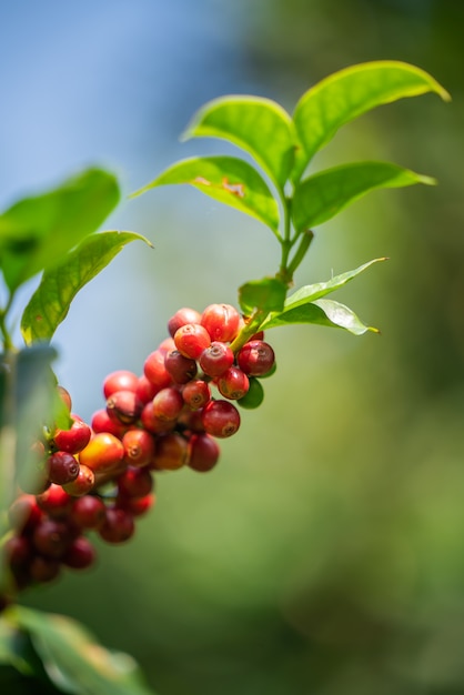 Grains de café frais sur l'arbre