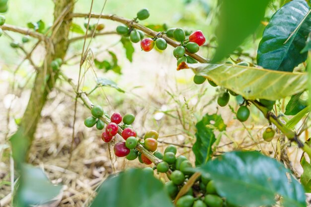 Grains de café frais sur une branche de caféier Feuilles de plantation de pépinière de caféiers arabica