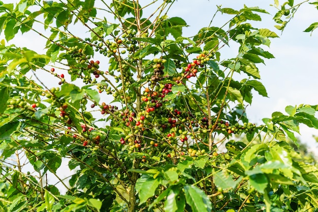 Grains de café frais sur une branche de caféier Feuilles de plantation de pépinière de caféiers arabica