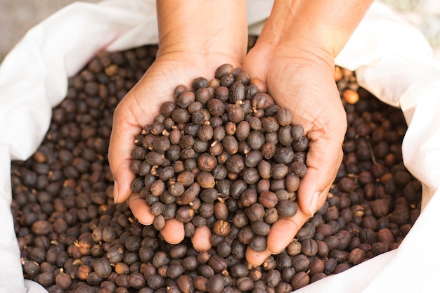 grains de café frais dans les mains, avant rôti.