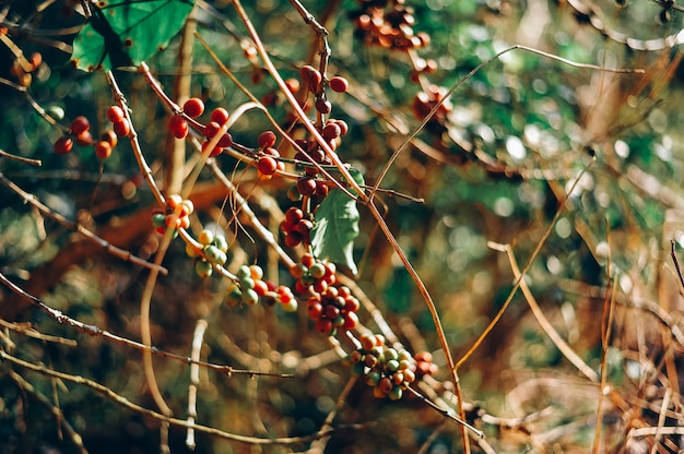 Grains de café frais du jardin