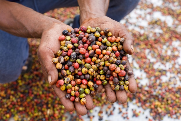 Grains de café frais entre les mains d'un agriculteur