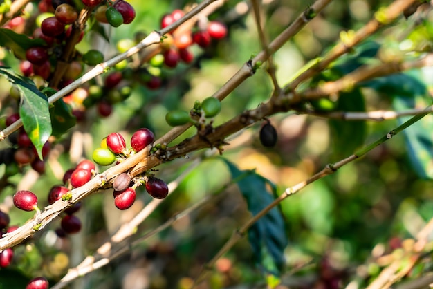 grains de café frais