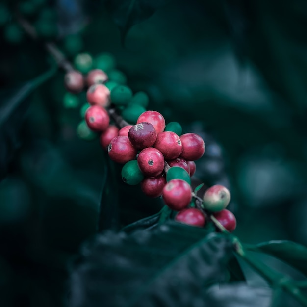 Grains de café mûrissant sur le style vintage de couleur d&#39;arbre