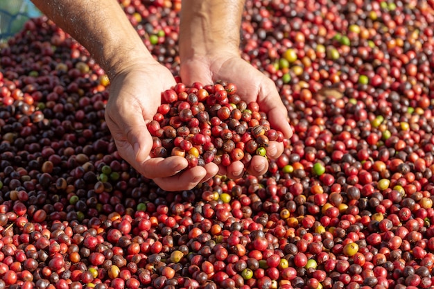 Grains de café rouge Arabica frais dans la main et le processus de séchage