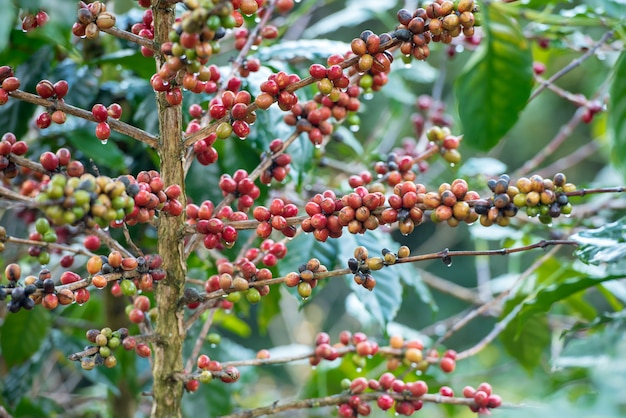 Grains de café rouges sur l&#39;arbre.