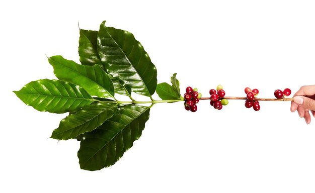 Grains de café rouges sur une branche de caféier avec des feuilles, isolé sur fond blanc