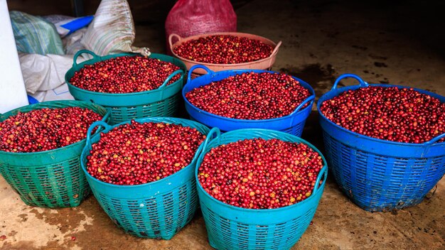 Photo des grains de café rouges dans un panier à l'usine