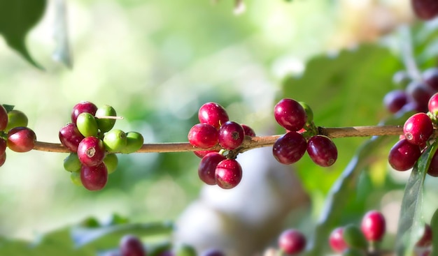 Grains de café rouges frais