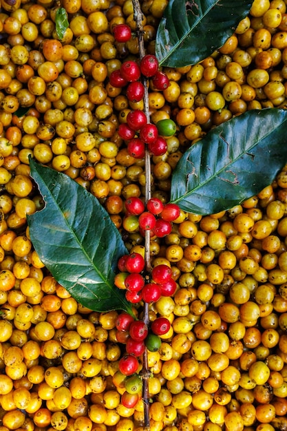 des grains de café rouges et jaunes abstraits à l'arrière-plan vue supérieure.