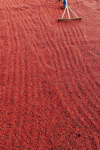 Grains de café séchant au soleil. Plantations de café à la ferme de café