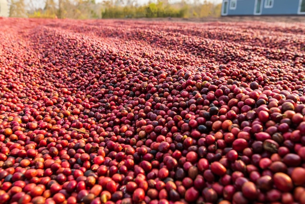 Grains de café séchant au soleil. Plantations de café à la ferme de café