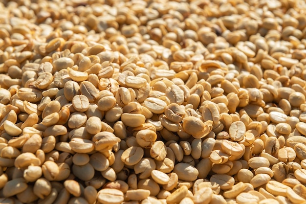 Grains de café séchant au soleil