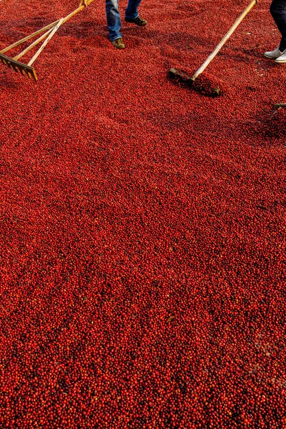 Grains de café séchant au soleil