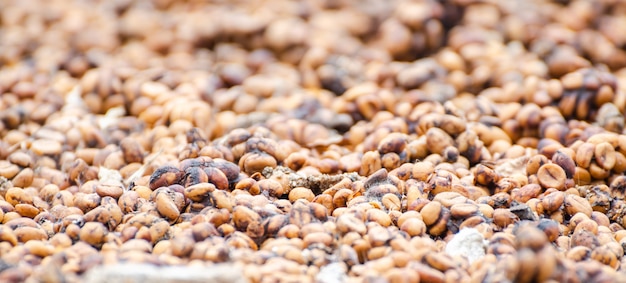 Grains de café séchés au soleil avant le rôti