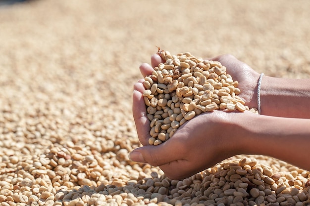 Grains de café séchés au soleil