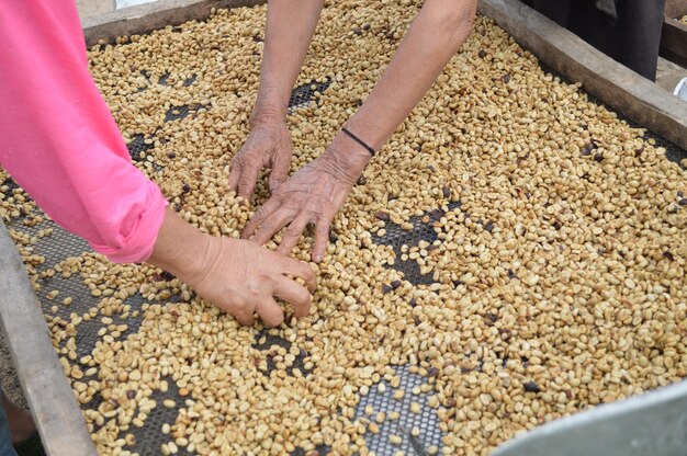 Grains de café séchés avant la torréfaction.