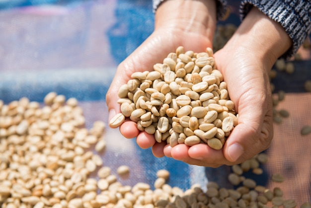 grains de café séchés sur place