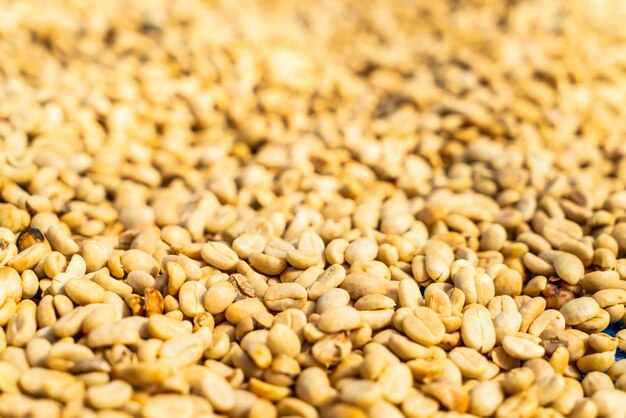 grains de café secs avec la lumière du soleil