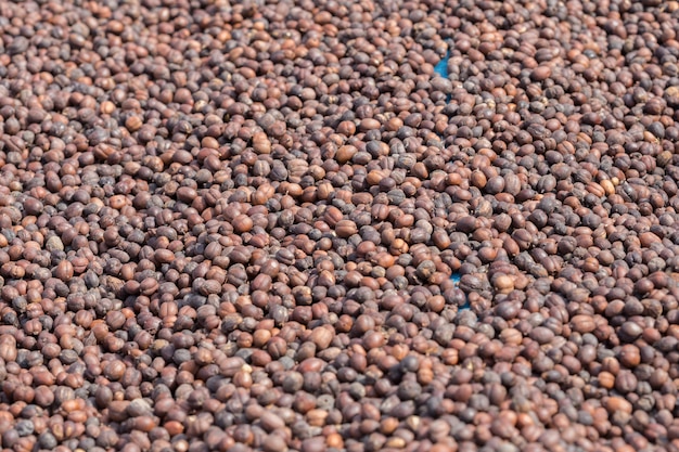 Grains de café torréfiés