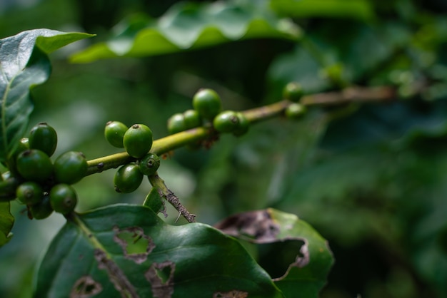 Les grains de café vert cerise sont également sur l&#39;arbre.