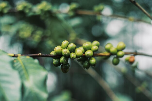 Grains de café vert sur le concept d'agriculture biologique d'arbre