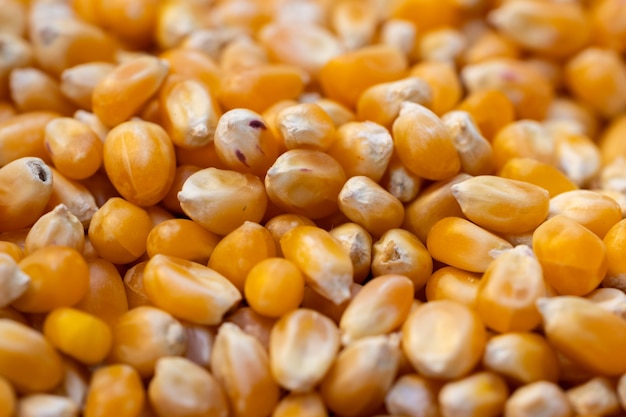 Grains de maïs frais sur le marché