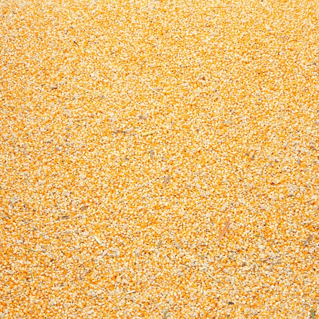 grains de maïs à grains crus