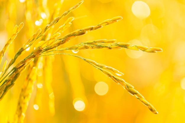 Grains de riz dans les rizières