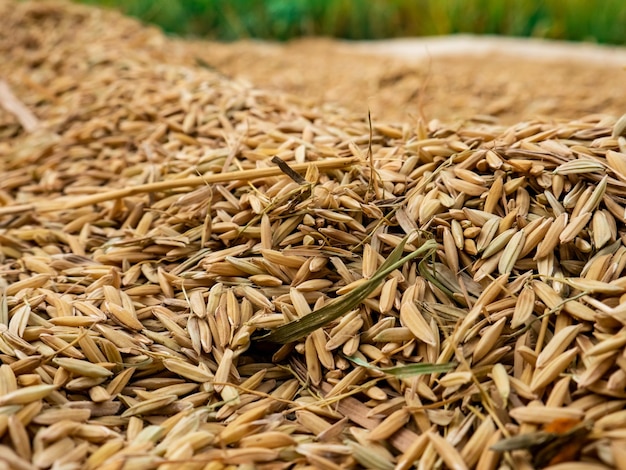 grains de riz séchés par les agriculteurs