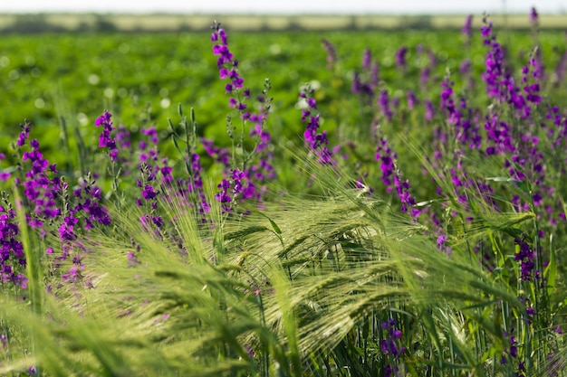 Graminées, fleurs, champs