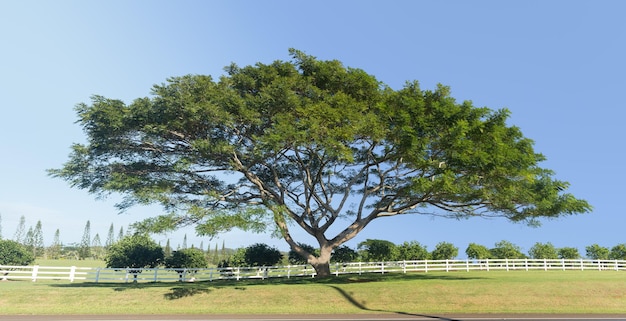 Grand acacia ou arbre koa Kauai
