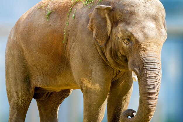 Grand animal d'éléphant mangeant de l'herbe au zoo