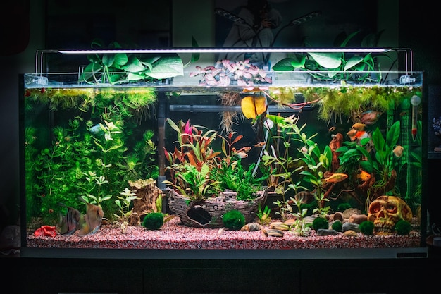 Un grand aquarium planté dans la jungle