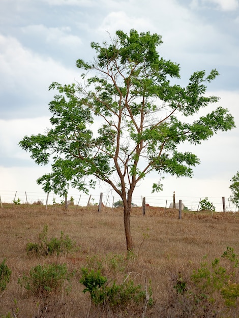 Grand arbre angiosperme dicotylédone avec mise au point sélective