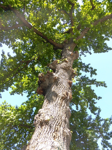 Photo grand arbre au tronc droit