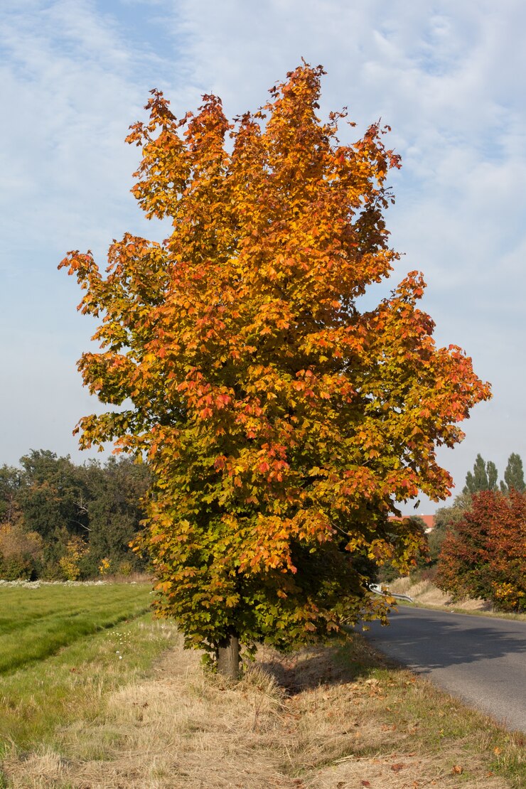 Photo grand arbre automnal contre le ciel
