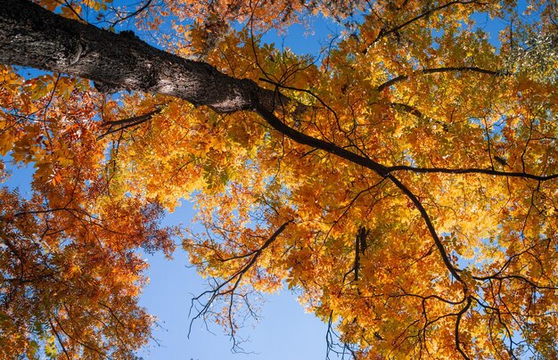 Le grand arbre d'automne