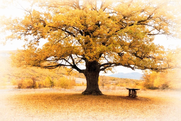 Grand arbre d'automne