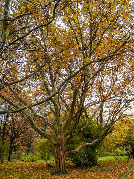 Grand arbre avec une branche