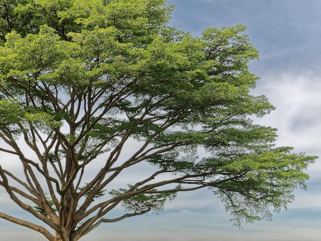 Grand arbre avec des branches contre le ciel bleu nuageux