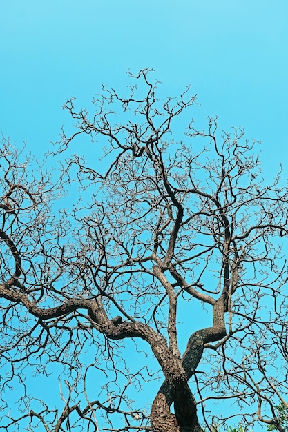 Grand arbre avec des branches sèches debout contre le ciel bleu ensoleillé