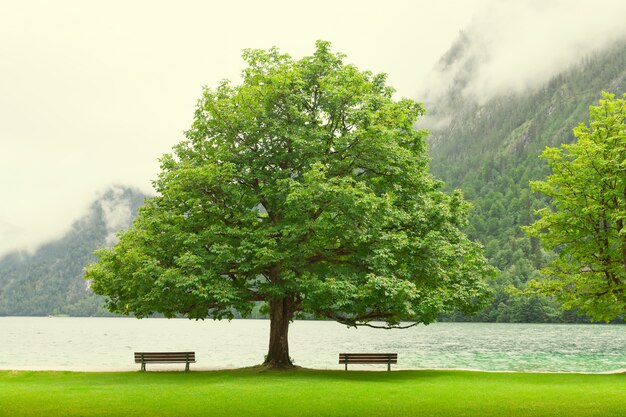 Grand arbre avec des chaises au lac