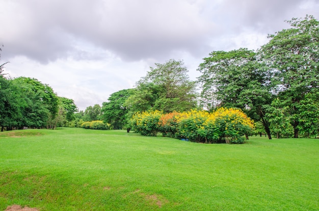 Grand arbre sur le champ d'herbe verte