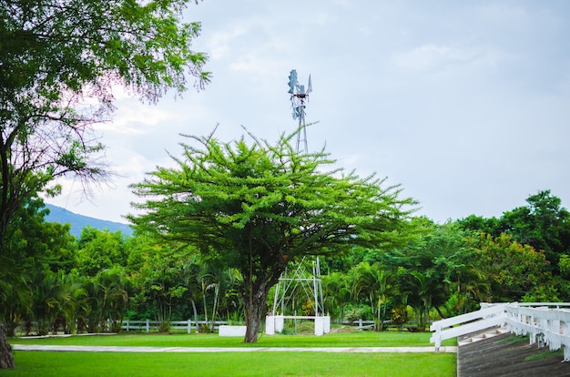 grand arbre dans un champ