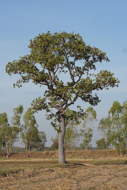 Grand arbre dans le champ