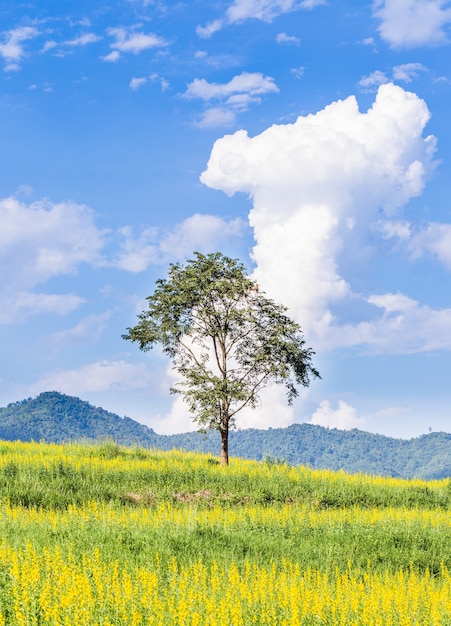 Grand arbre dans les champs de fleurs jaunes avec ciel bleu