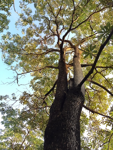 Grand arbre dans le ciel