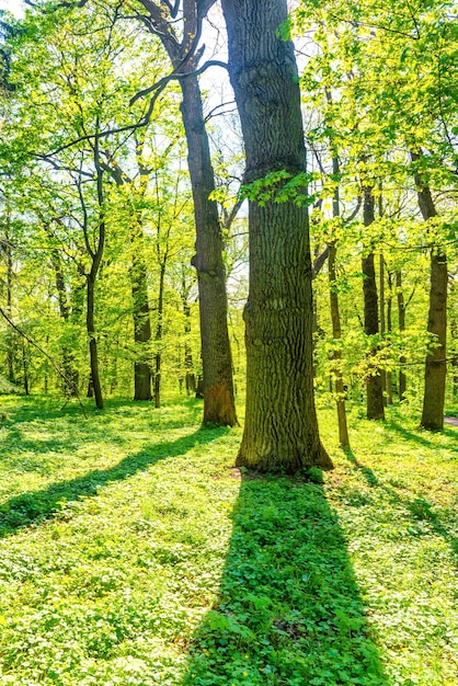 Grand arbre dans la forêt de printemps vert